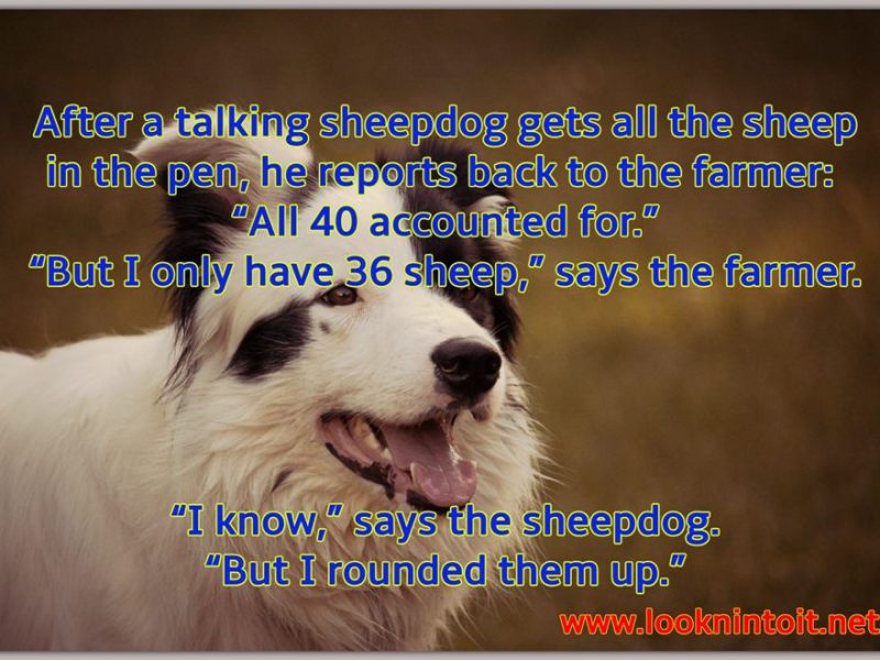 Funny Dog Stuff for more Laughs