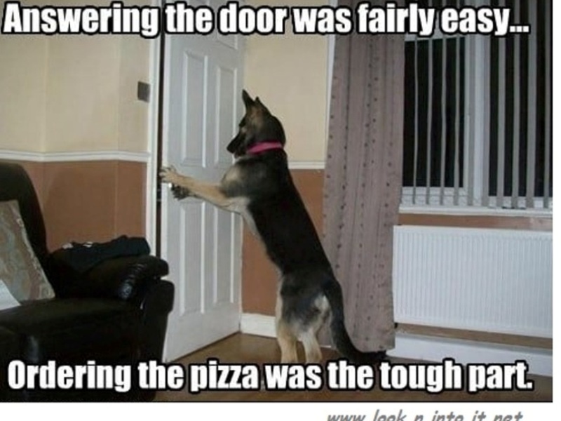 Funny Stuff of Clever Dogs