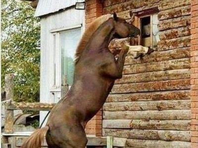 Funny Stuff with a Horse